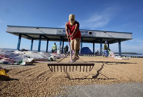 Marcos: Record-high palay output in 2023 helped reduce rice imports