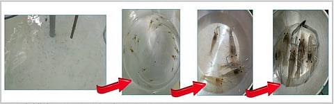 Photograph Courtesy of DOST