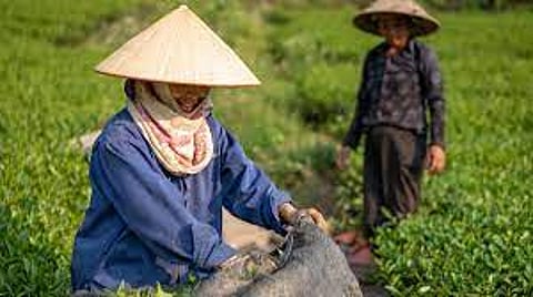 Learn Taiwan agriculture