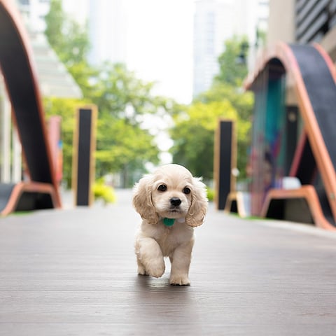 An American cocker spaniel. Pretty Bubble Boutique takes pride in being on the leading edge in presenting diverse selection of dog breeds (from micro to giant puppies), catering to various preferences and lifestyles. | Photograph courtesy of Pretty Bubble Boutique