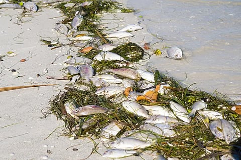 Red tide invades 4 Samar bays anew