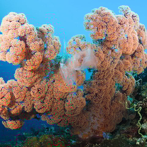 Photograph Courtesy of Oceana Philippines/fb