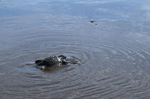 A Pawikan Sanctuary at Seafront Residences