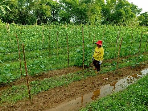 FILE: A female farmer in Morong, Bataan on 1 September 2023. The town of Morong is considered an agricultural and tourism area, boasting of fertile lands for farming, as well as having pristine beaches. | Photo by Jonas Reyes.