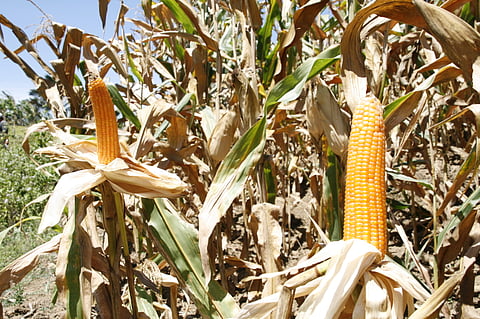 Photo courtesy of the Department of Agriculture.