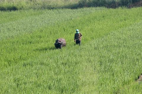 Where do we start?
A farmer and his carabao gear up to start removing wild grass preparatory to tilling the land for a new round of rice planting in Capas, Tarlac.