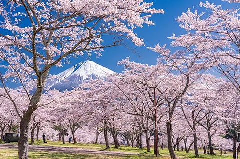 Not just about the ‘gram: What you can do while chasing cherry blossoms