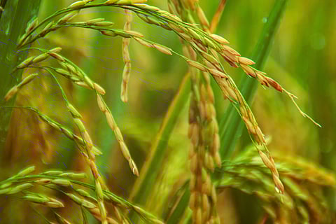 Central Luzon still top rice producer in 2023