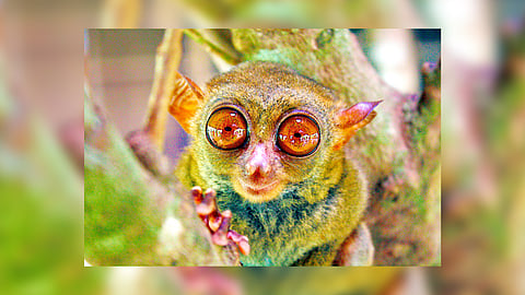 Philippine tarsier on the verge of extinction