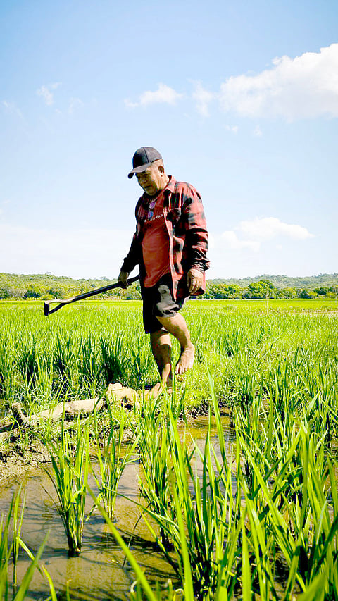 MANG Boy walks along the natural irrigation canal in his ricefield. | PHOTOGRAPH BY JONAS REYES FOR THE DAILY TRIBUNE
