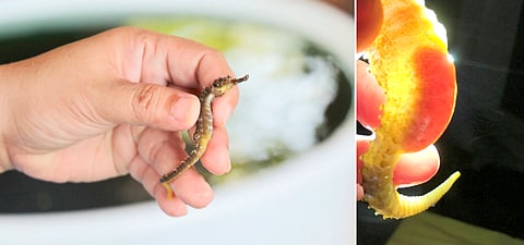 Sagay seahorses repopulate