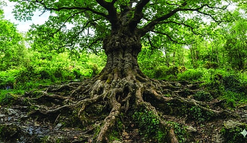 When the roots are deep, there is nothing to fear