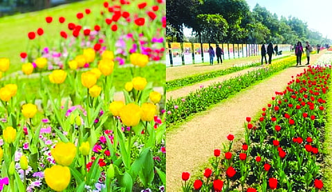 Delhi to bloom with 4.6 lakh tulip bulbs