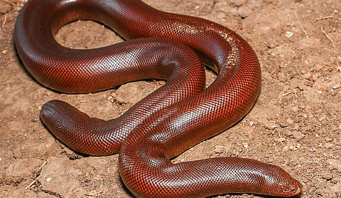 Rare Red Sand Boa rescued in Ranchi; Haryana man detained