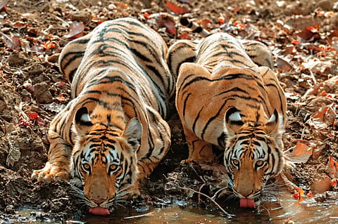 Guardians Of Tadoba: The Gond Tribe’s Ancient Bond With The Forest