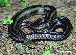 Snakebite cases on rise, health centres lack antidotes