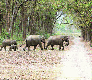 'Give ESZ status to jumbo, tiger corridors'