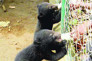 Born to be wild: Hand-raised bear cubs set free