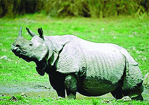 Rhino translocation on the cards