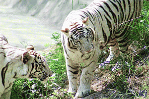 Sad day for zoo after Khushi's loss