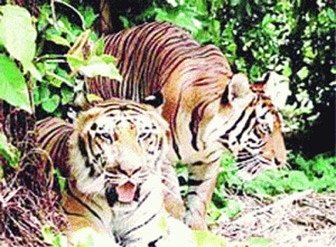Palamau Tiger Reserve caught in the crossfire