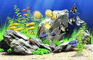 Rampant exports: Fish species vanish from Indian seas