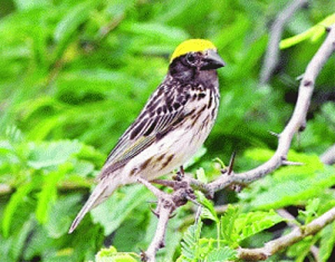 Rare bird weaves its spell on Okhla again