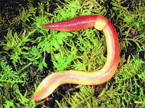 Earthworm found in Brahmapur school meal