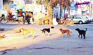 Street canines won't lead a dog's life any more