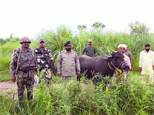 Buffalo diplomacy? Pak returns swept away bovine