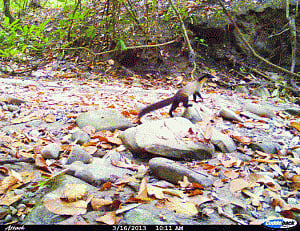 4 rare species found in Valmiki Tiger Reserve