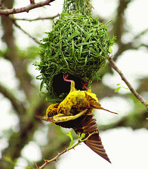 17,550 monsoon bird nests sighted in Bhitarkanika Park