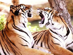 Tiger census from Oct may give reason to cheer