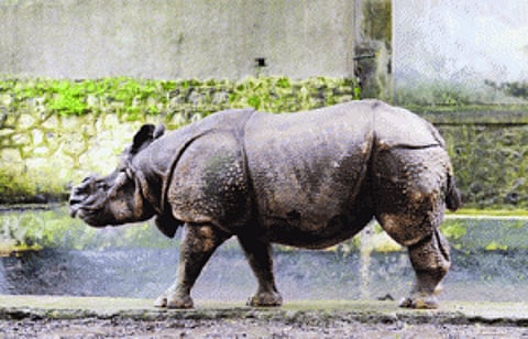 Bachelor rhino to end love jinx