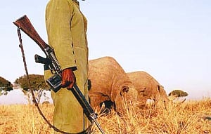 Rhinos die but Centre rejects drone use