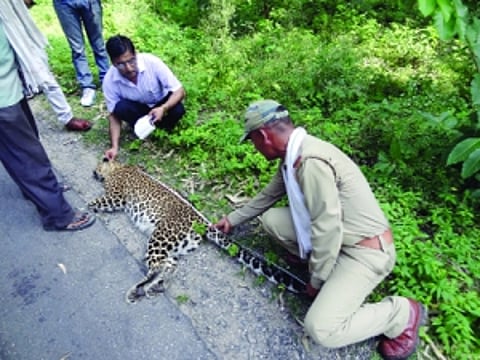 leopard killed in mishap on NH-74