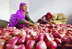 PIl blames Centre for rising onion prices