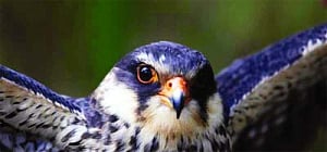 Plan to save falcons takes wing as Nagas, NGOs join hands