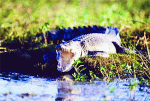Adventurist tourist falls into crocodile's trap for 15 days