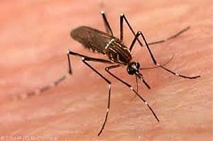 Nearly 3,500 people down with dengue in Odisha