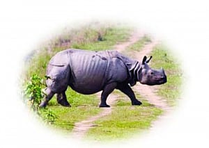Genetic study allays fears of inbreeding in Dudhwa rhinos