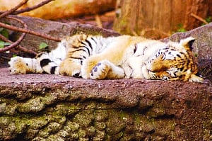 Big cats facing life threat from lowly animals
