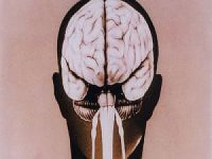 Brain processes 'big' words faster than 'small' ones