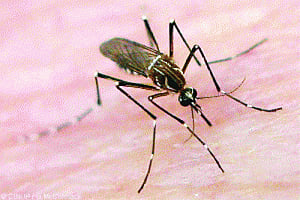 Alarm as dengue cases in Capital cross 2,000 mark