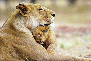 Panel to expedite translocation of Gir lions