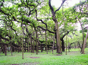 Trees of life