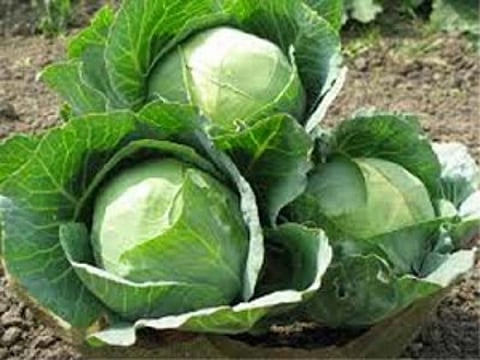 Cabbage compound protects against radiation