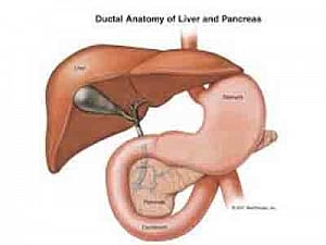 Miniature pancreas grown using new 3D method