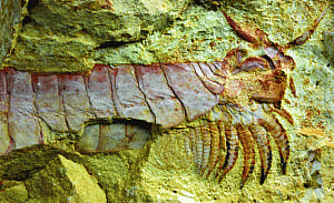 520 mn yr-old fossil is best-preserved nervous system
