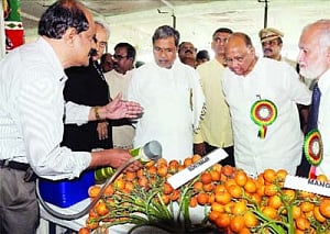 No respite from rising onion prices in near future: Pawar